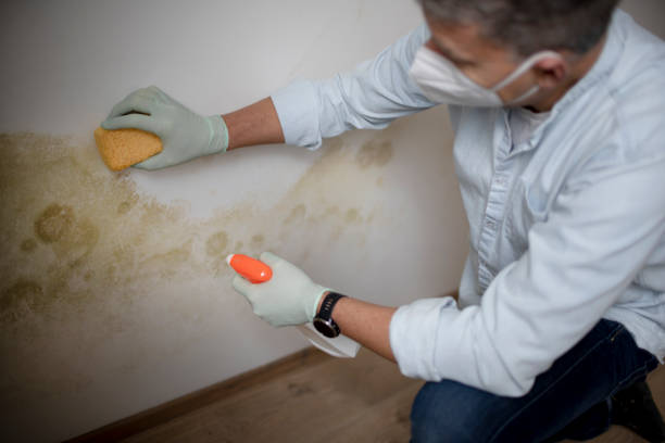 Best Mold Damage Repair  in King Of Prussia, PA
