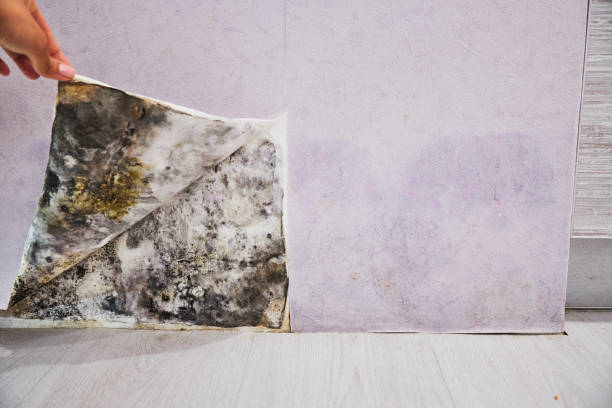 Best Certified Mold Removal  in King Of Prussia, PA